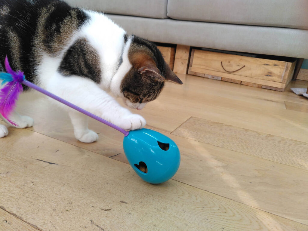 cat playing with activity feeder