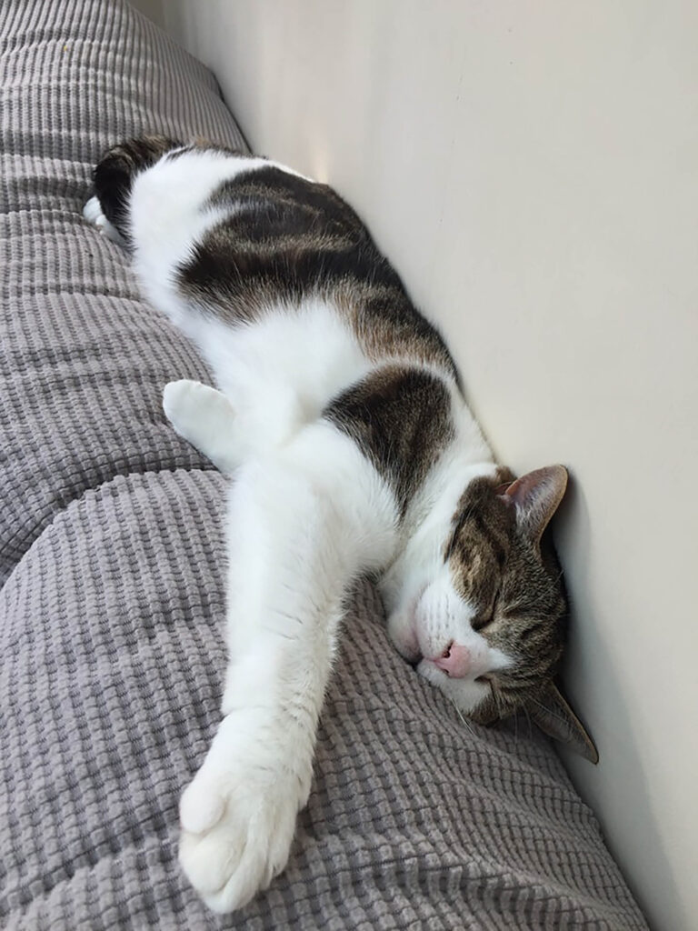 Cat sleeping stretched out on sofa