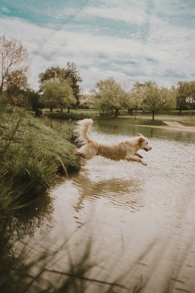 dog leaping into river