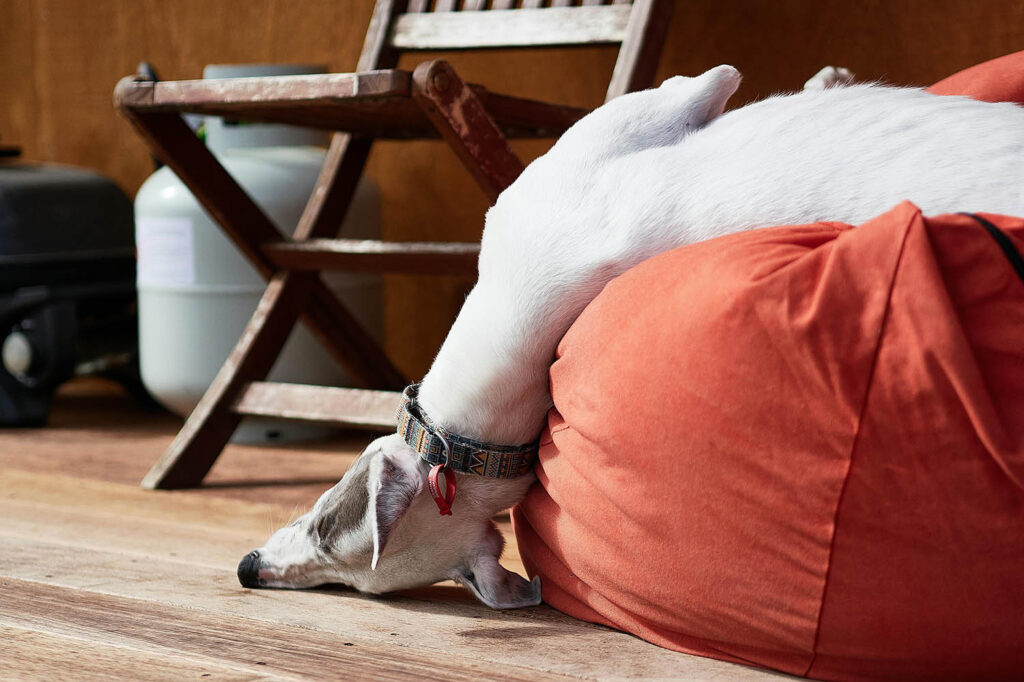 Whippet lying with head hanging out of beanbag