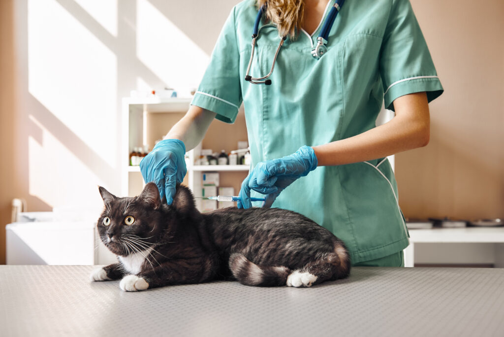 Almost done! Young female veterinarian in work uniform making an injection to a black and fluffy cat with scared eyes lying on the table in veterinary clinic