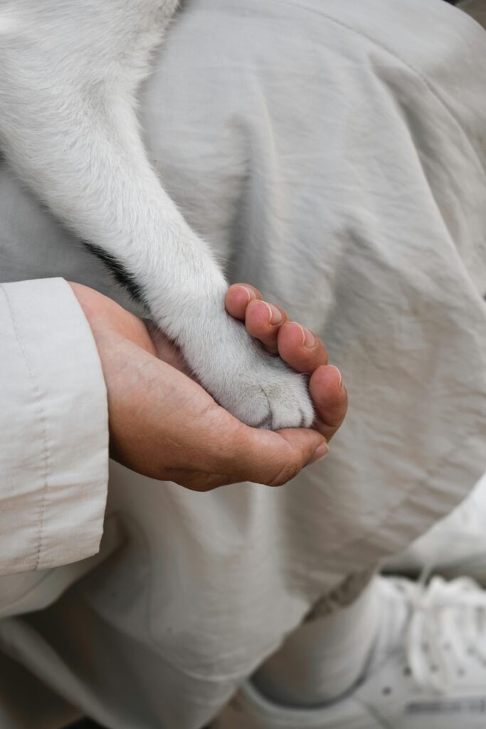 person holding cat paw