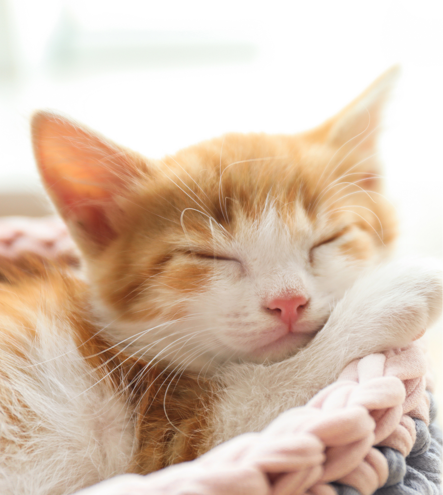 Ginger and white kitten sleeping comfortably