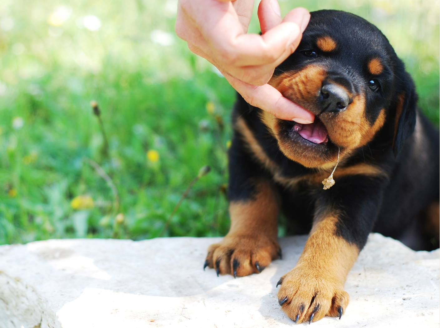 Small dog being given herbal medicine by hand