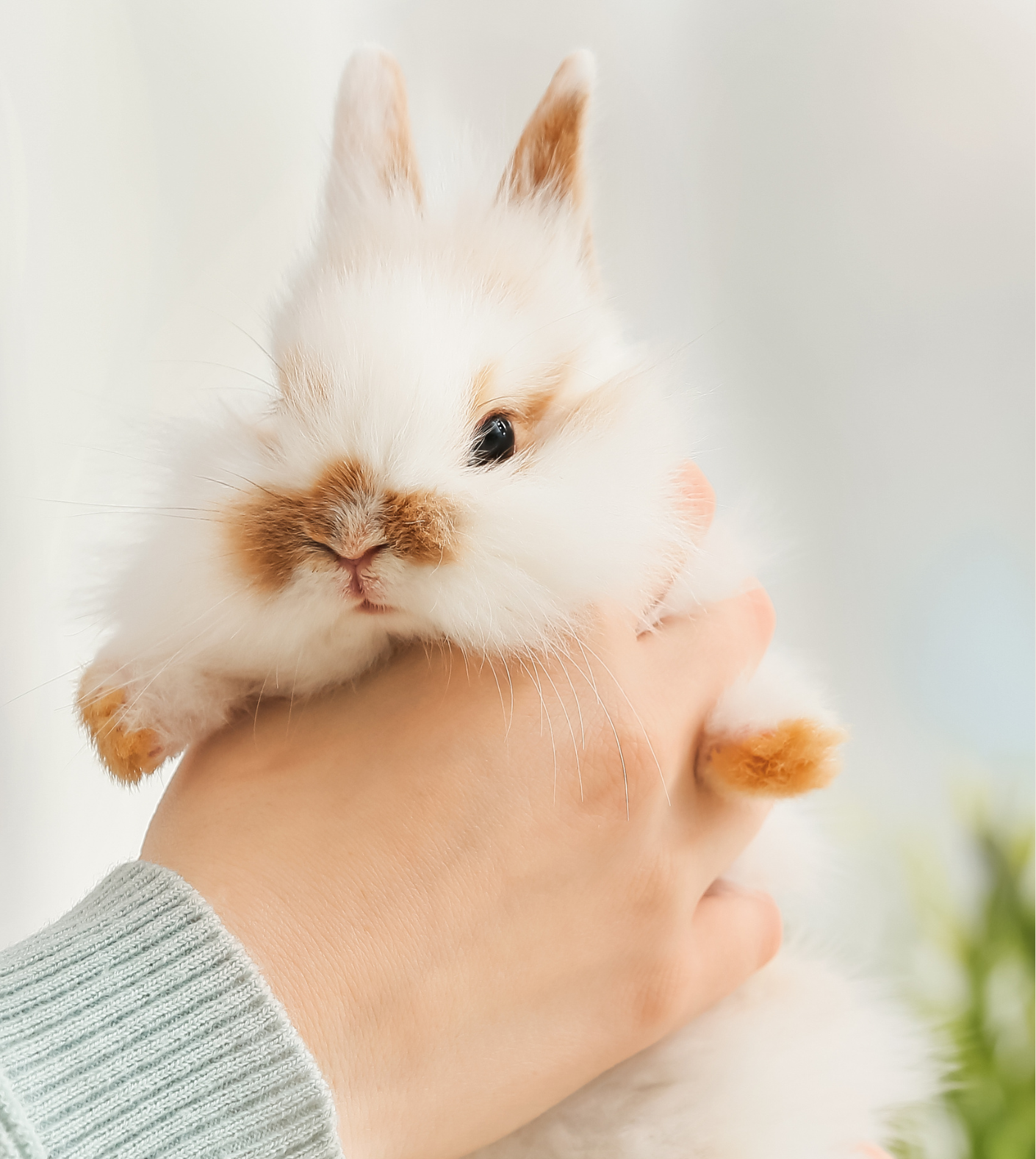 Rabbit receiving holistic veterinary care